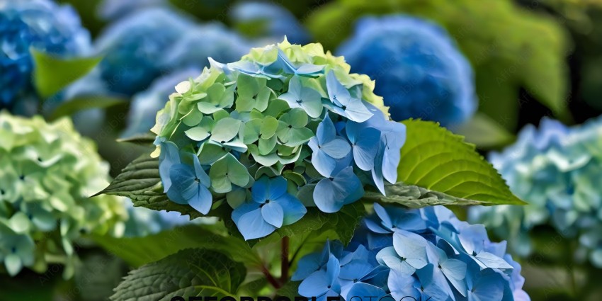 A close up of a blue flower with green leaves