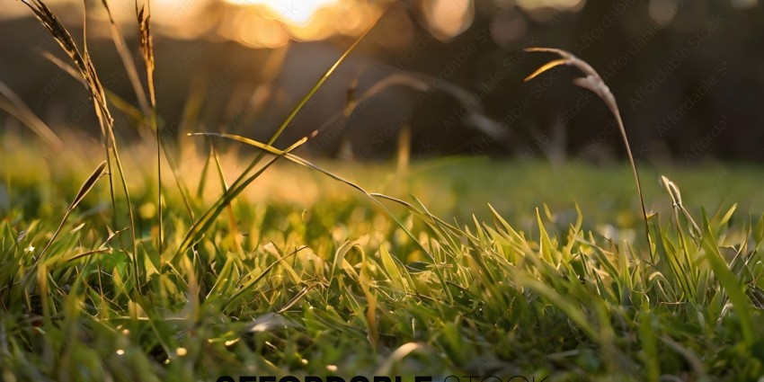 Green Grass with Sunlight Filtering Through