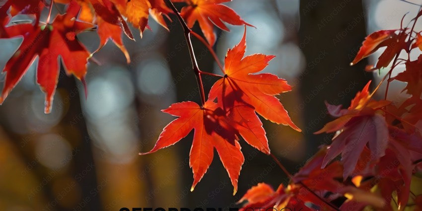 Red Leaves on Tree Branches