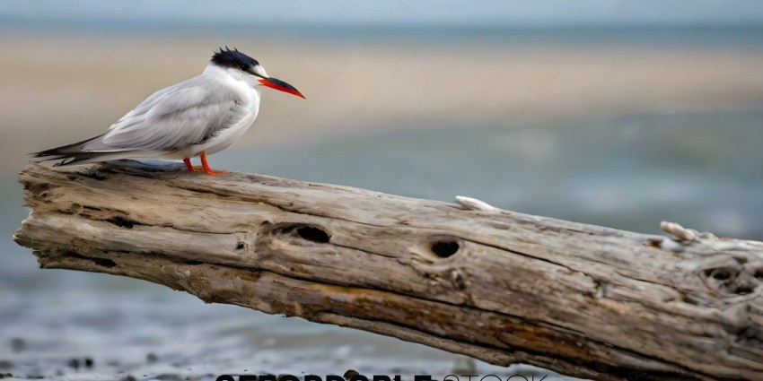 A bird with a red beak standing on a log