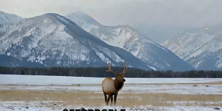 A deer standing in a snowy field with mountains in the background