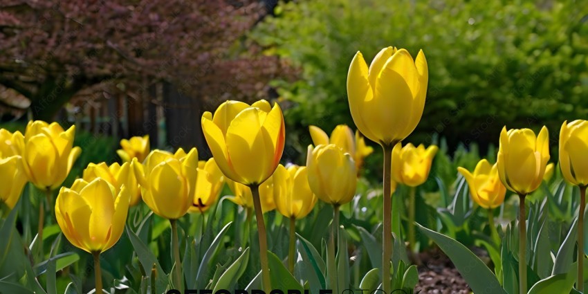 Yellow Tulips in a Garden