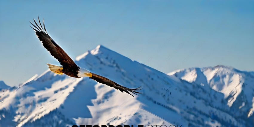 Eagle flying over snow covered mountain