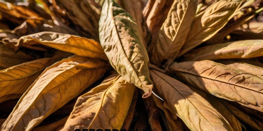 Dried Leaves of a Plant