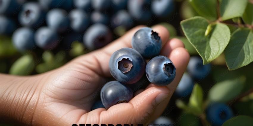 A person holding a bunch of blueberries