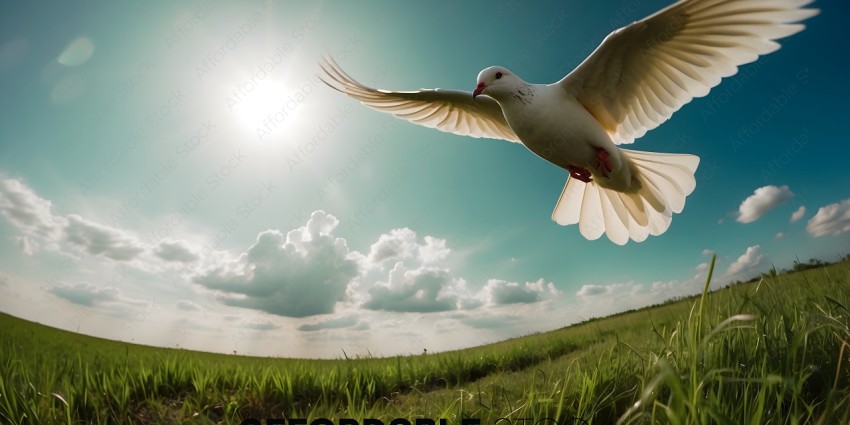 A white dove flying over a green field