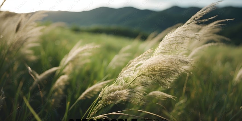 Tall Grass in a Field with Mountains in the Background