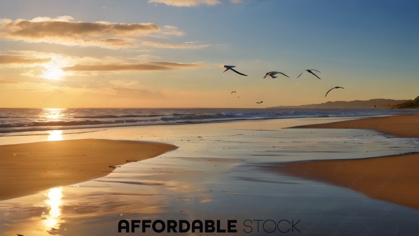 Birds flying over a beach at sunset