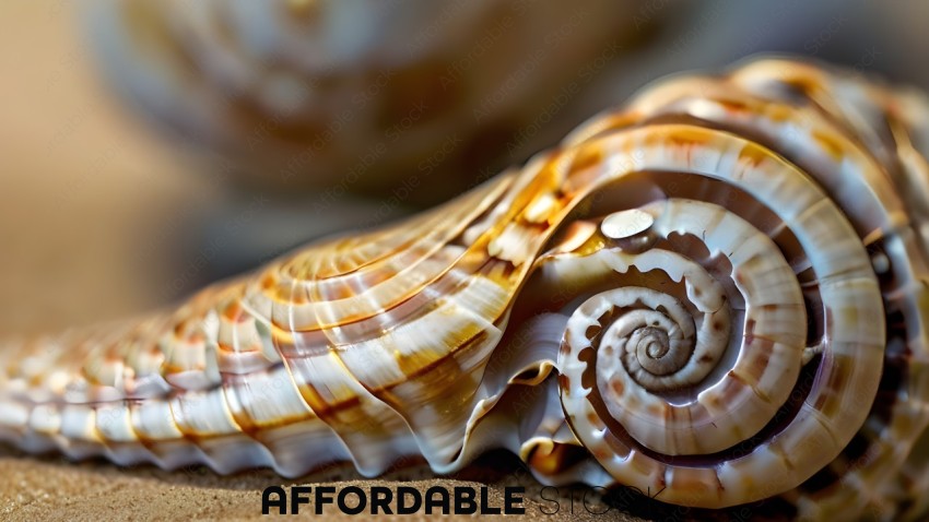 A close up of a shell with a spiral pattern