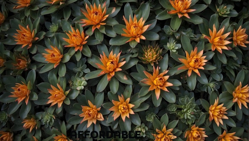 Vibrant Orange Succulent Flowers