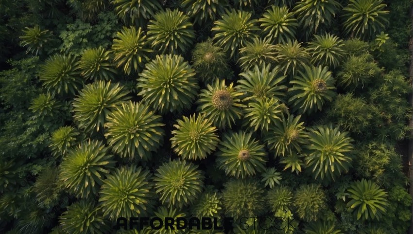 Aerial View of Lush Green Tropical Plantation