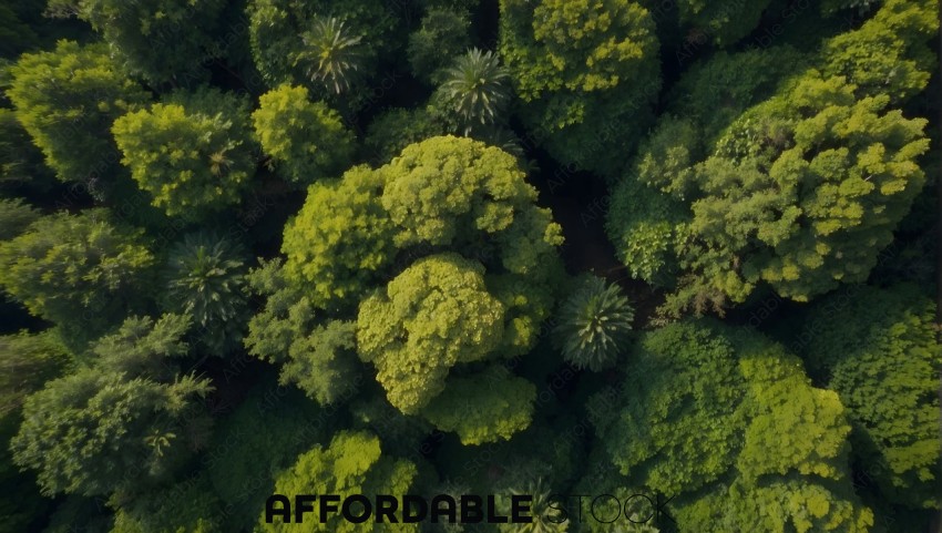 Aerial View of Dense Green Forest