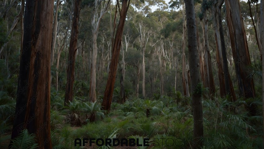 Tranquil Eucalyptus Forest Landscape