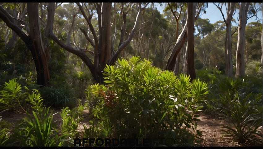 Sunlit Eucalyptus Trees and Lush Underbrush