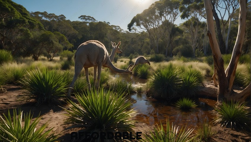 Kangaroos Grazing in Natural Habitat