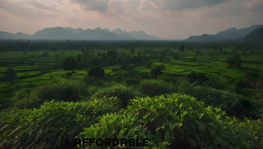 Lush Green Rice Fields with Mountain Backdrop