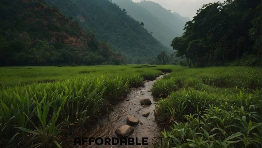 Tranquil Rice Paddy Field with Forested Mountains