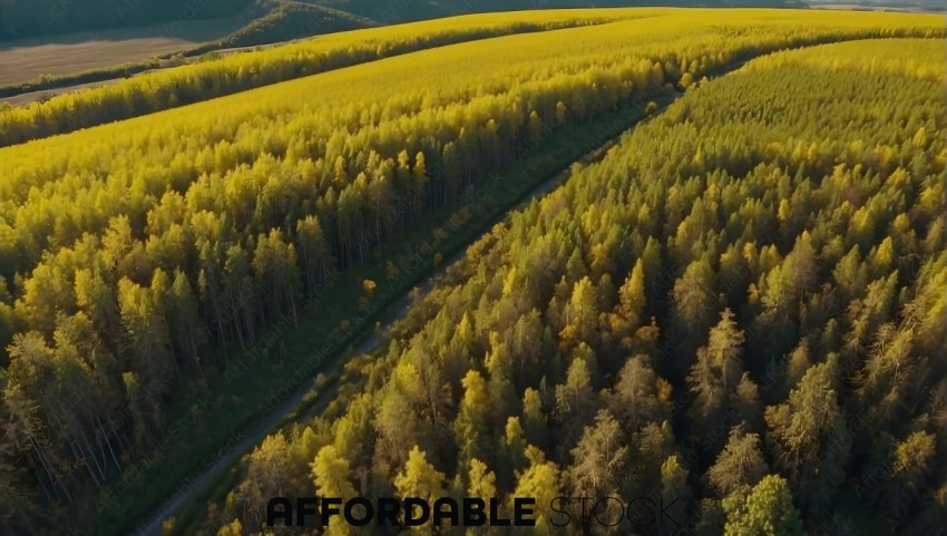 Aerial View of Autumn Forest and Crop Field