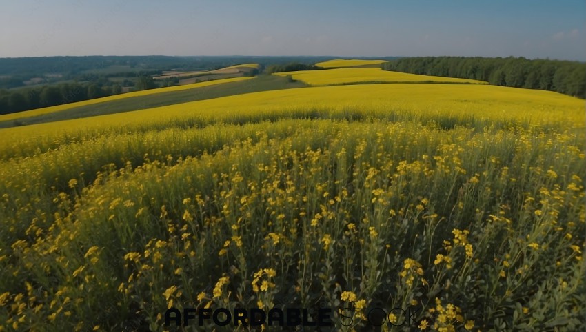 Vibrant Yellow Rapeseed Field