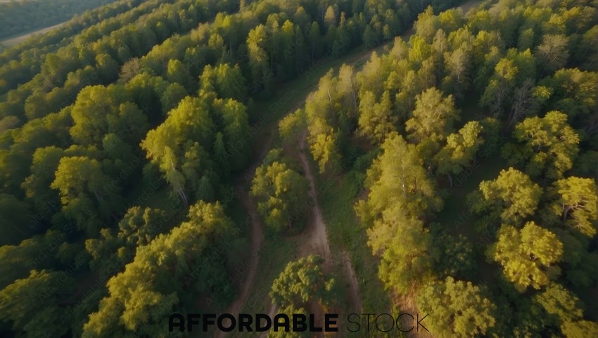 Aerial View of Forest Path at Sunset