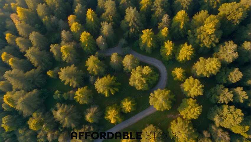 Aerial View of Winding Road through Autumn Forest