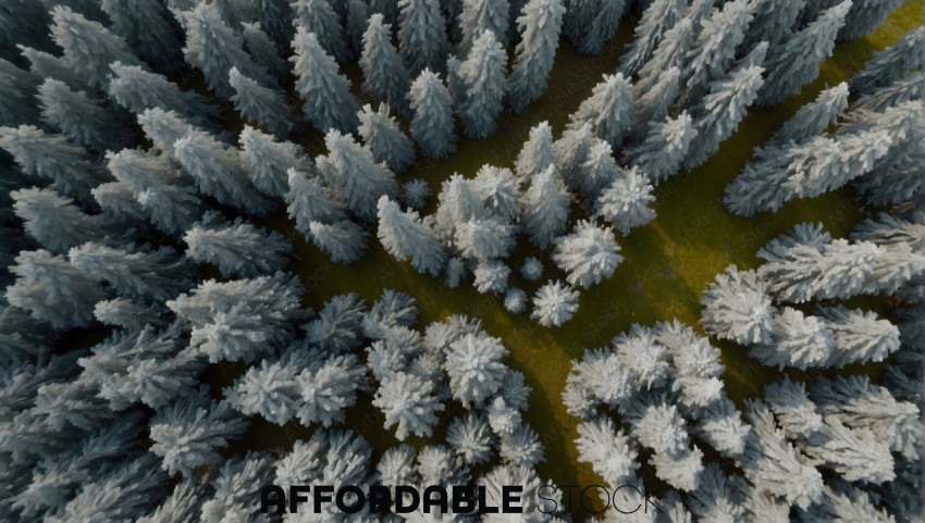 Aerial View of Frost Covered Trees