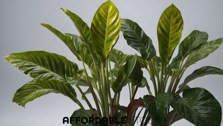 Indoor Decorative Plant Leaves Close-Up