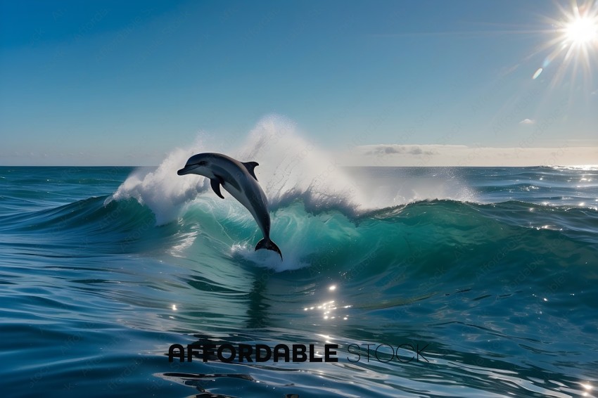 A dolphin leaps out of the water