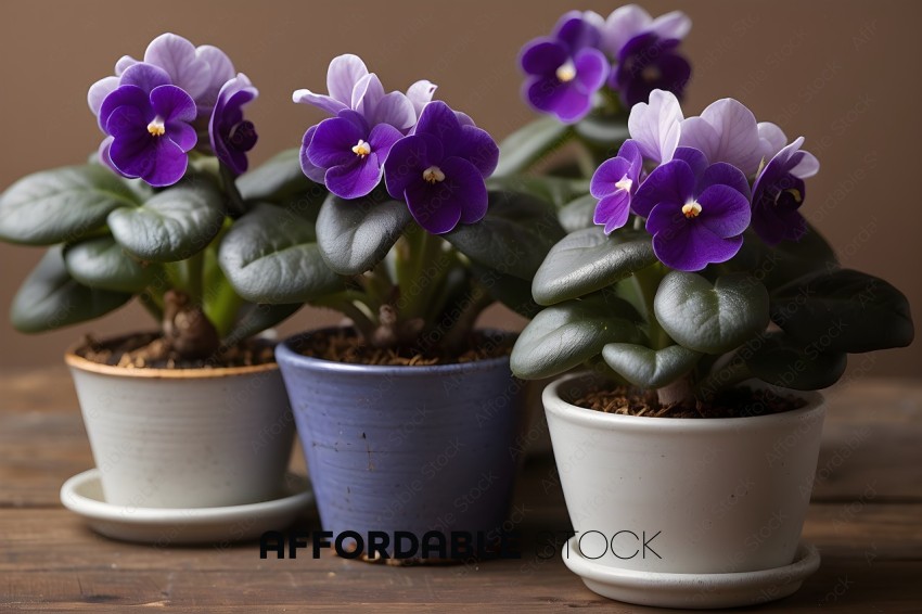Three Purple Flowers in White Pots