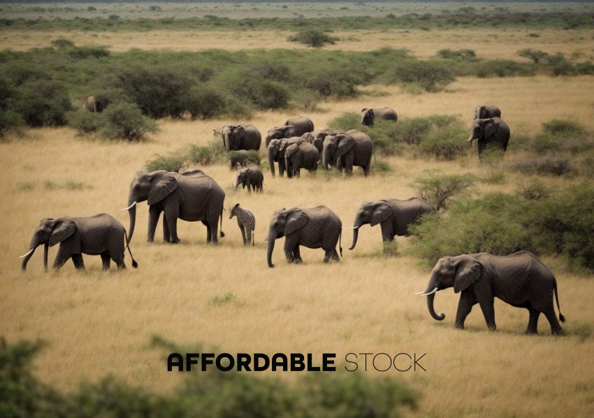 Herd of Elephants and Zebra in Savanna