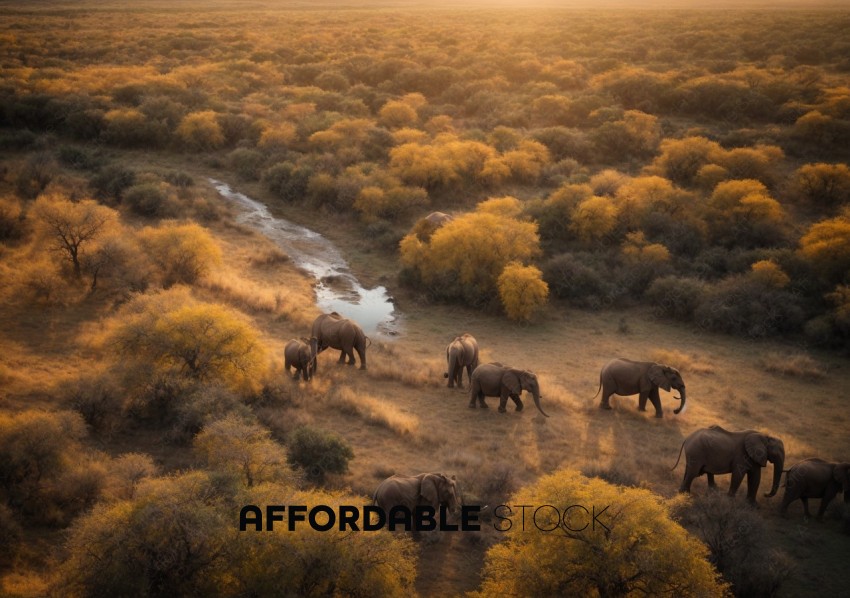 Elephants Roaming in Golden African Bush at Dusk