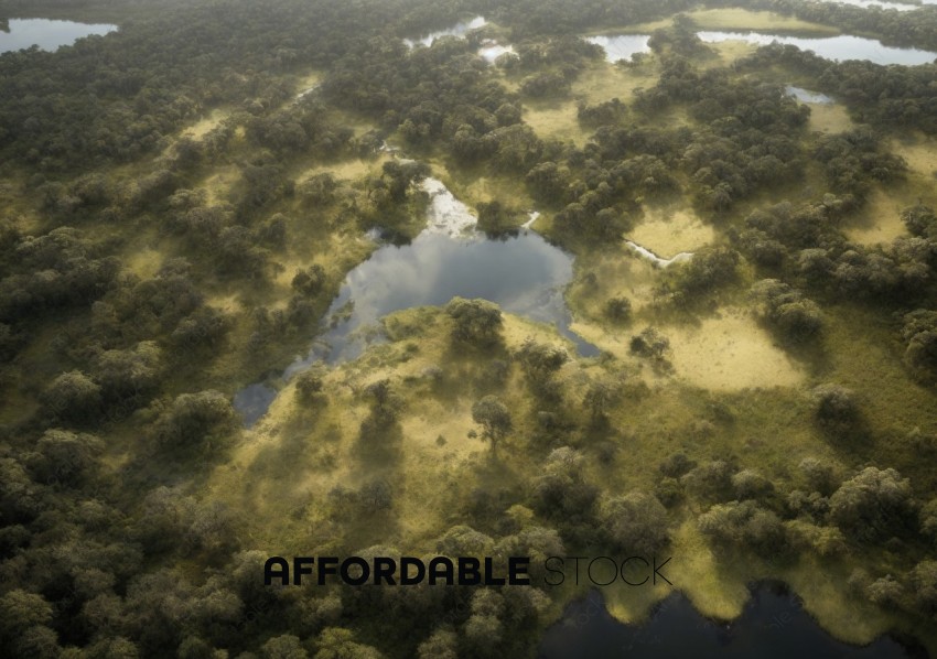 Aerial View of a Dense Forest and Water Bodies