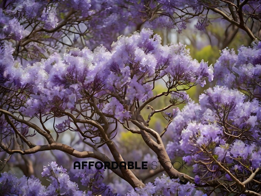 Purple Flowers in a Tree