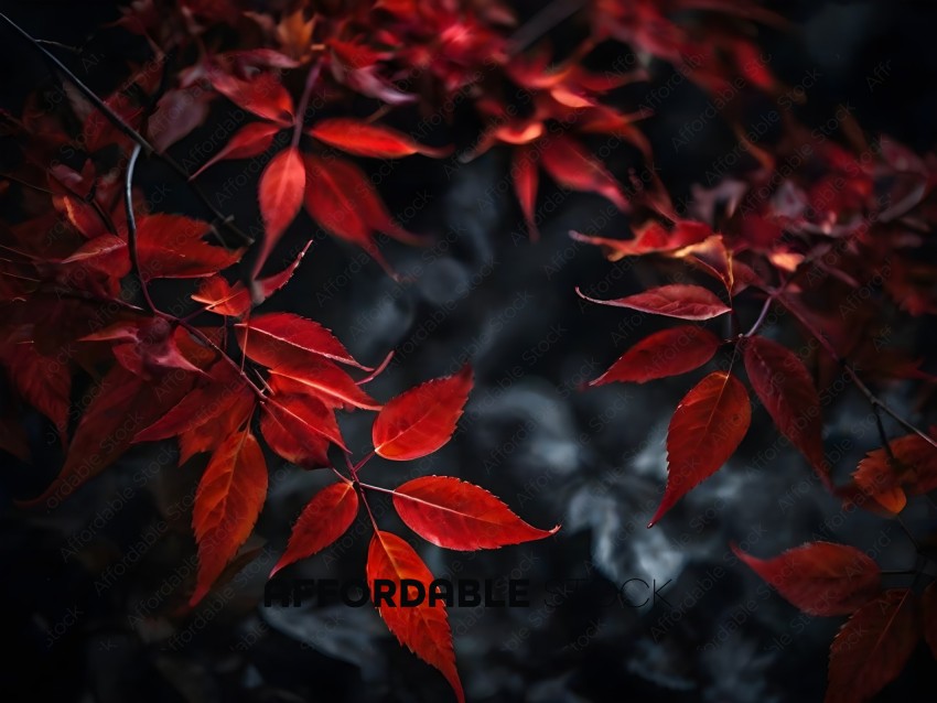 Red Leaves on a Tree