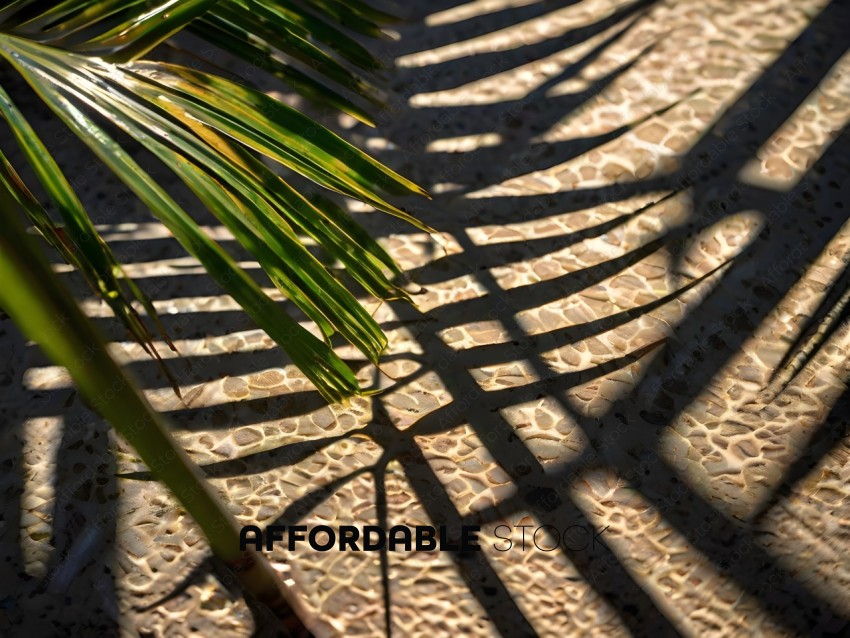 A palm tree casts a shadow on a patterned floor