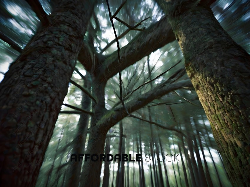 A blurry photo of a forest with trees