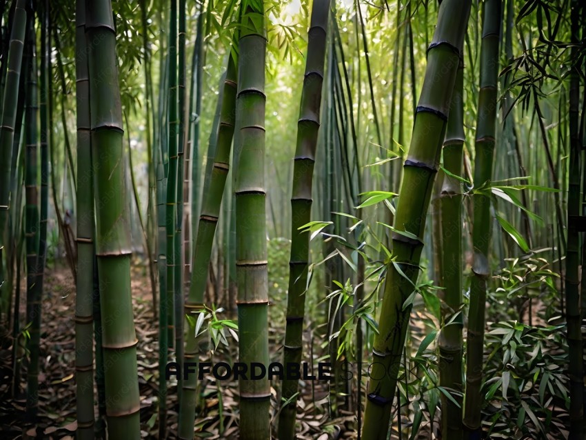 Bamboo Forest with Sunlight Filtering Through