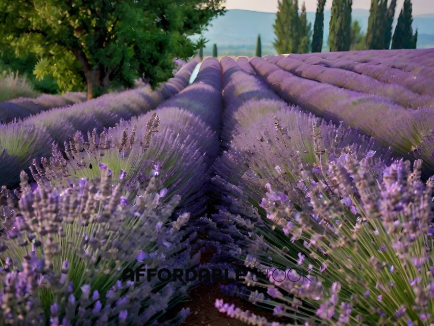 A field of lavender with a person in the background