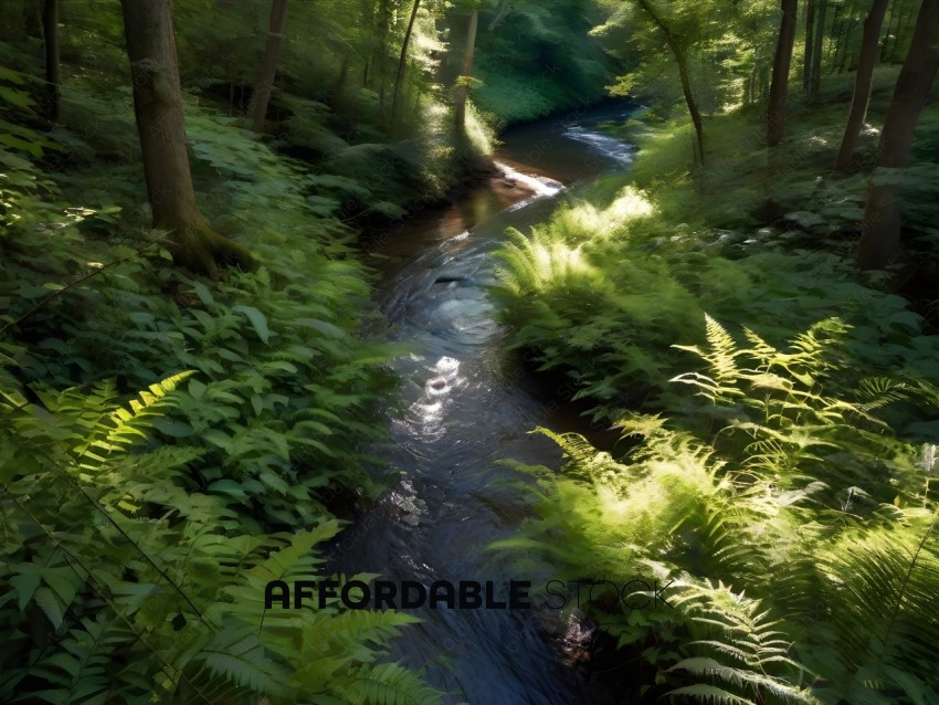 A stream runs through a forest with ferns and moss