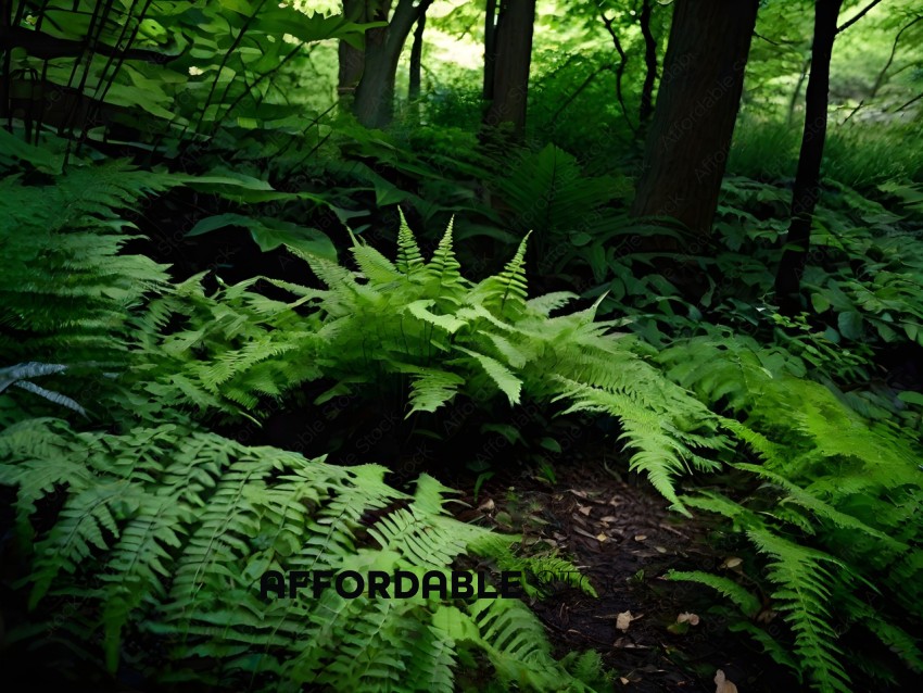A large green fern in the woods