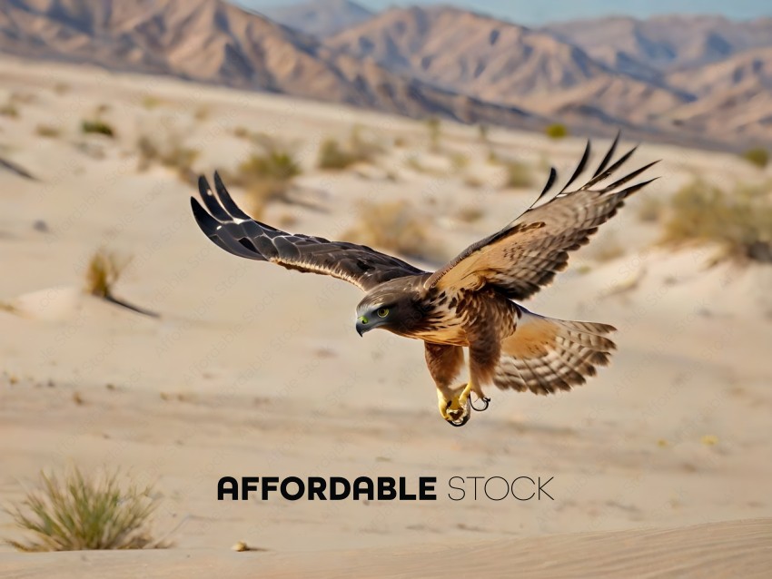 A hawk flying over a desert landscape
