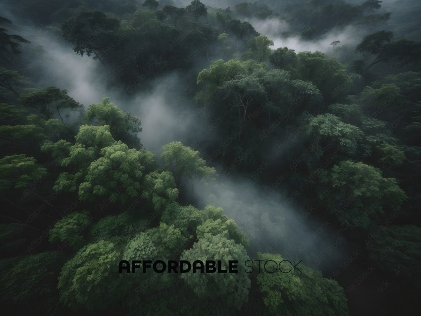 A dense forest with fog and mist