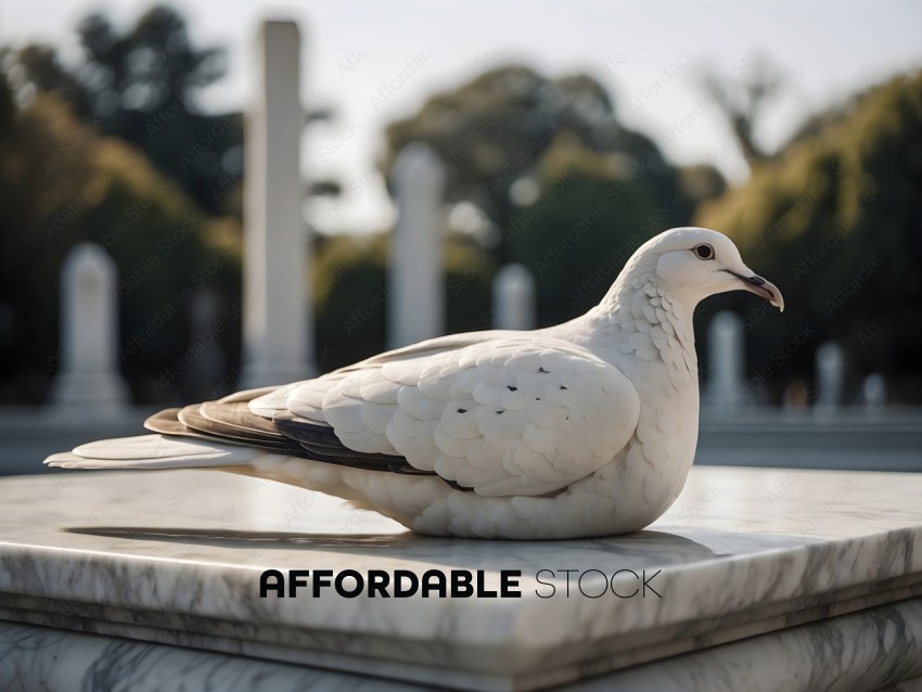 A white bird sitting on a stone bench