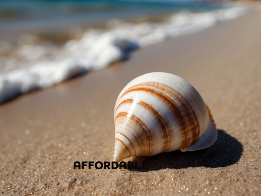 A seashell sits on the beach