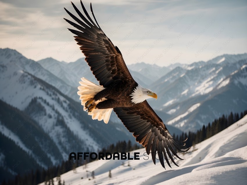Eagle soaring over snowy mountains