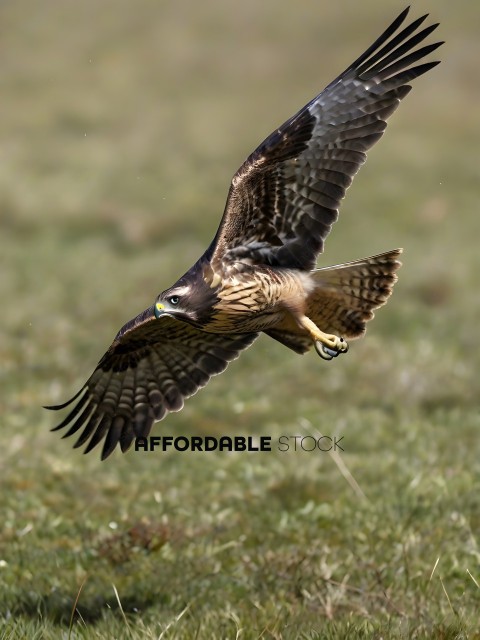 A hawk in flight over a grassy field