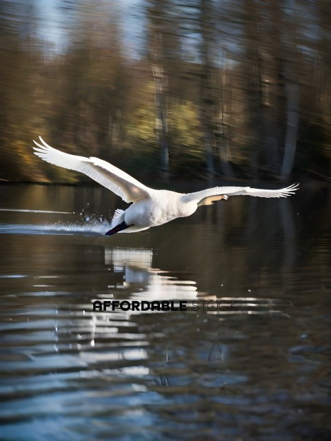 Swan flying over water with reflection in the water