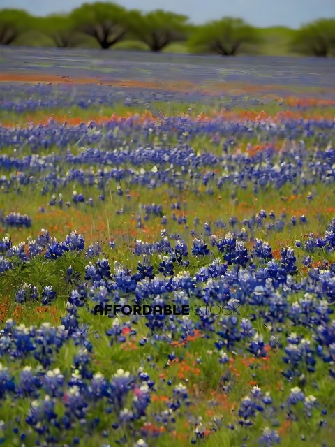 A field of blue and orange flowers