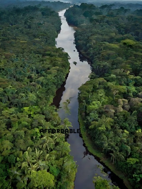 A river runs through a lush green forest