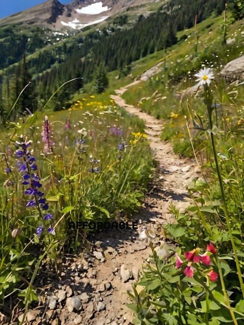 A pathway through a field of wildflowers